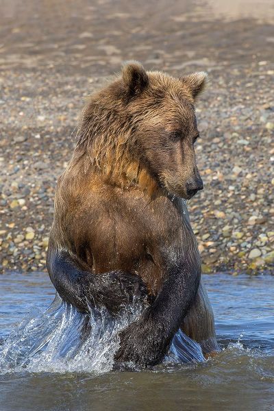 Jones, Adam 아티스트의 Adult grizzly bear chasing fish-Lake Clark National Park and Preserve-Alaska-Silver Salmon Creek작품입니다.
